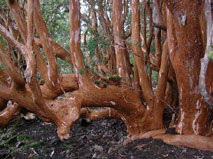Arrayanes forest - Bariloche Lakes - Patagonia Adventure Trip