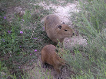 Ibera Swamps - Outdoor travel adventure with Patagonia Adventure Trip at Corrientes, Argentina