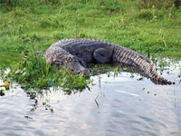 Ibera Swamps - Outdoor travel adventure with Patagonia Adventure Trip at Corrientes, Argentina
