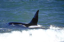 Killer whales at Peninsula Valdes - Patagonia Adventure Trip