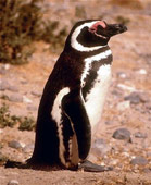 Penguins at Peninsula Valdes - Patagonia Adventure Trip