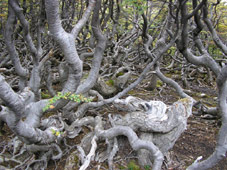 Ushuaia Hiking - Outdoor travel with Patagonia Adventure Trip